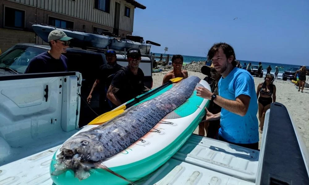 Καλιφόρνια: Επανεμφάνιση του «ψαριού της Ημέρας της Κρίσεως» προκαλεί ανησυχία για επερχόμενους σεισμούς